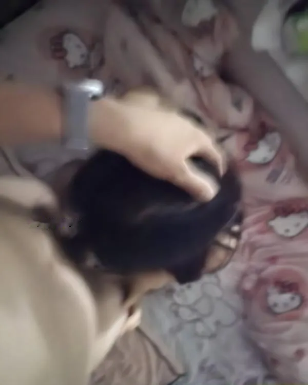 熟妇肛交